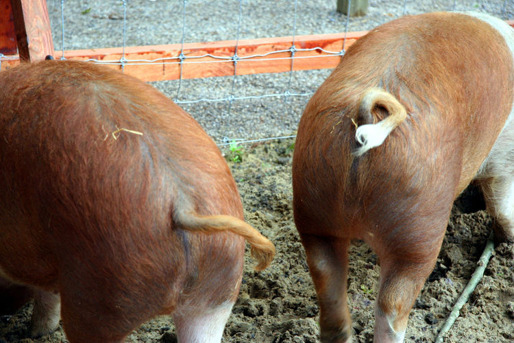 Close-up of pigs standing on field