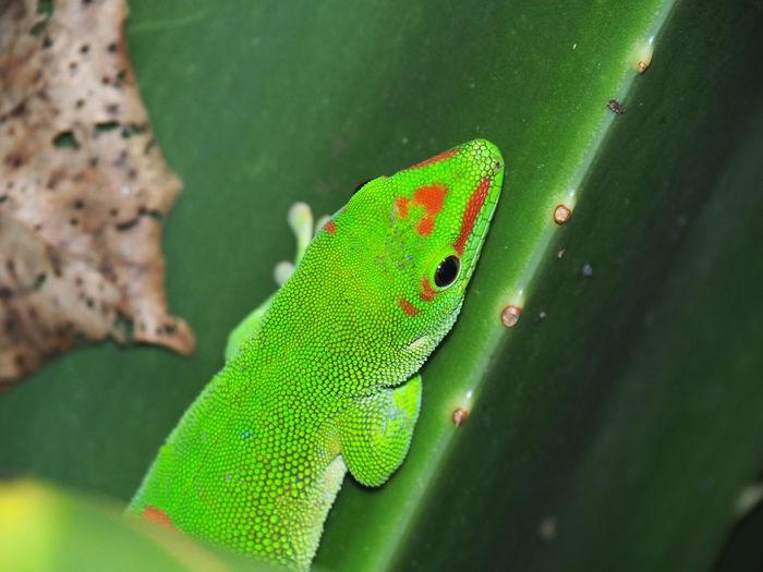 Close-up of anole on leaf