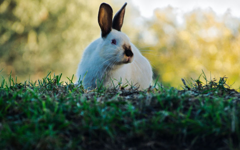 Close-up of rabbit looking away on grass