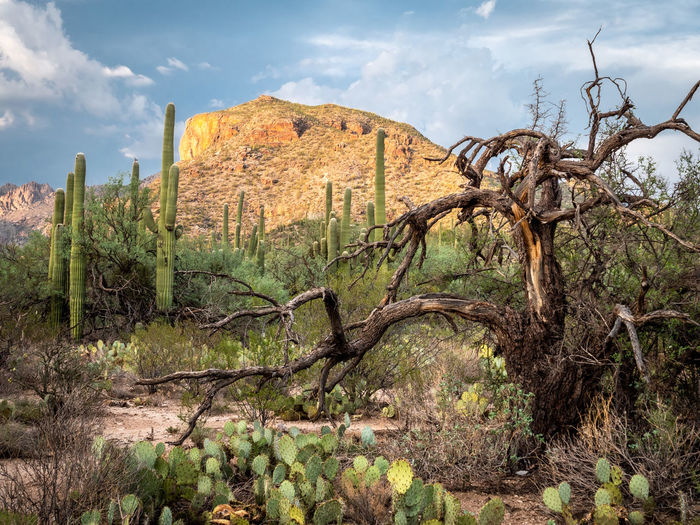 Desert scene with cactus