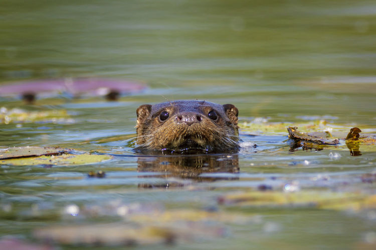 The otter swimming on the drava river