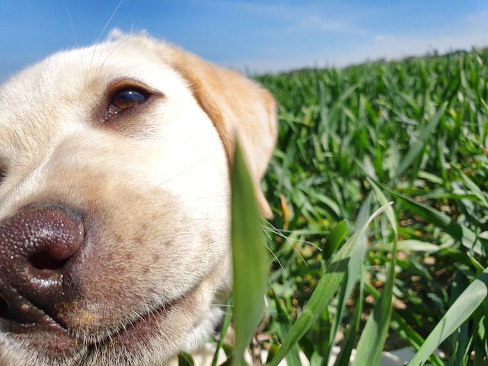 Close-up of a dog on field
