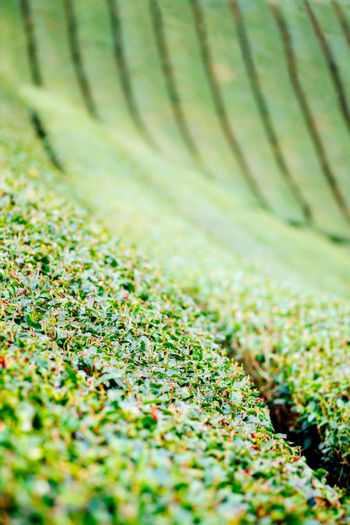 Full frame shot of tea crops on land