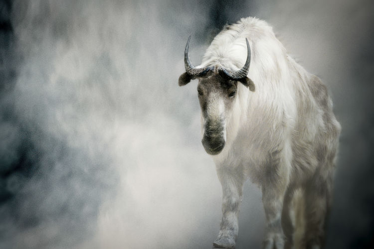 Longhorn takin goat walking against a cloud of smoke.