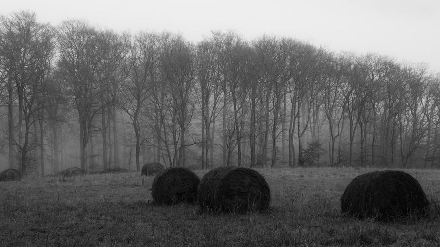 Hay bales on field against trees