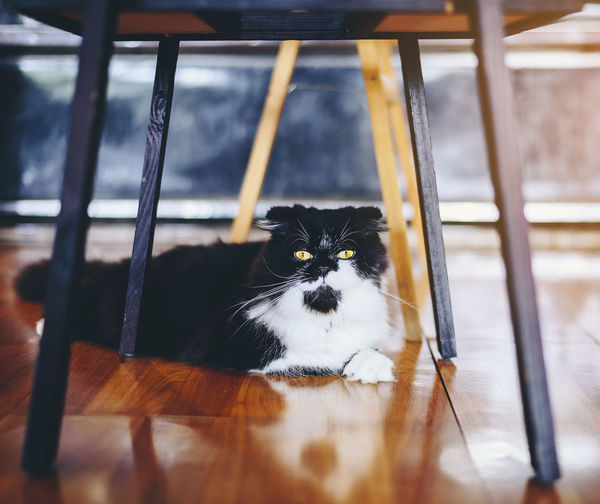 One cute black and white cat is playing under the wooden table.