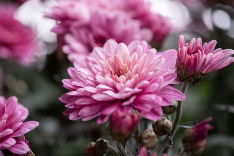 Close-up of pink chrysanthemums