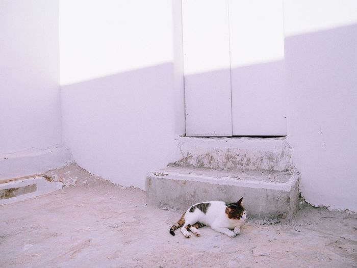 Cat relaxing on wall