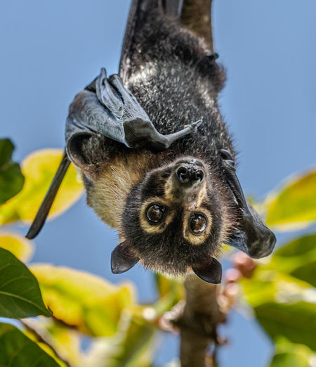 Close-up portrait of a fruit bat
