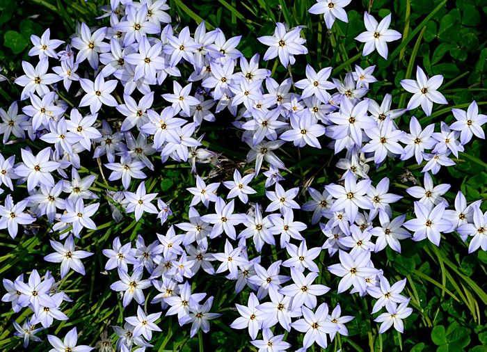 White flowers blooming outdoors