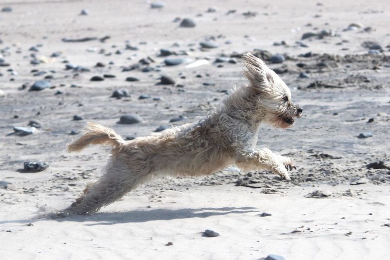 Dog running on sand at beach