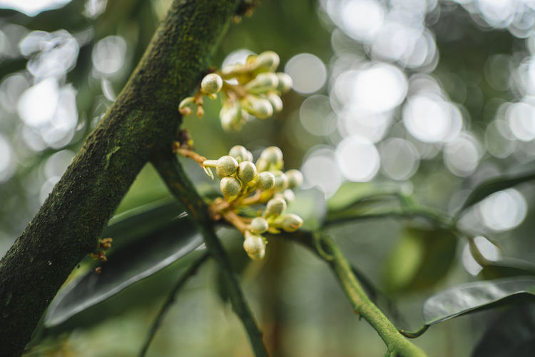 plant