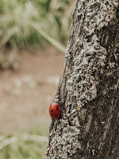 Close-up of ladybug on tree trunk