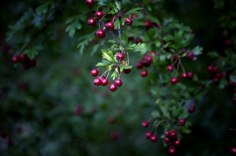 Close-up of berries growing on tree