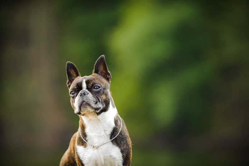 Close-up of boxer dog looking away