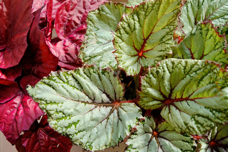 Close-up of potted begonia plants, asian tundra begonia and indian summer begonia view from above 
