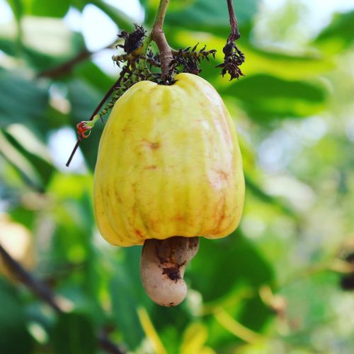 Close-up of cashew fruit growing on tree