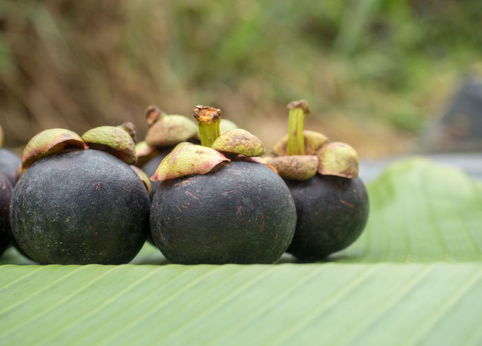 Close-up of fruit 