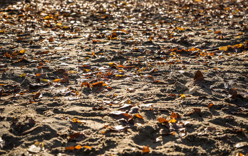 Full frame shot of dry leaves on wet land