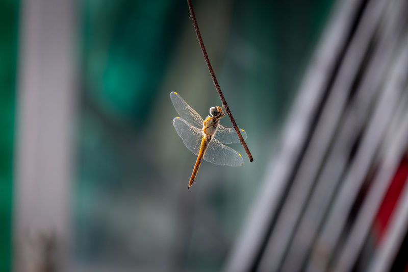 Dragon fly hiding from rain showers