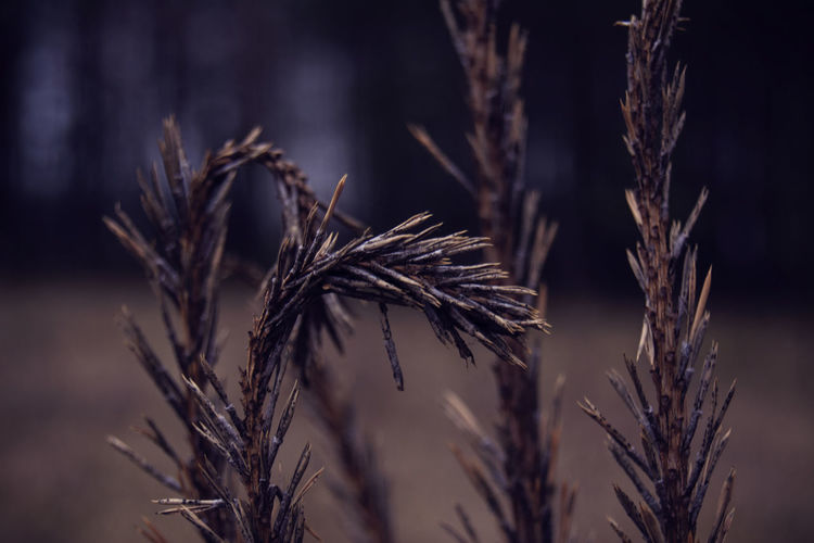 Close-up of dry plants against blurred background