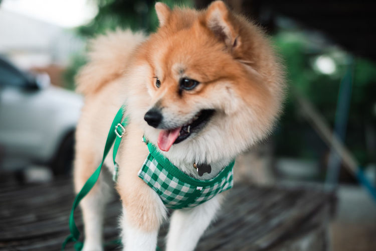 Close-up of dog looking away