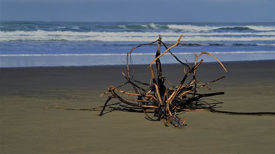 Driftwood on beach against sea