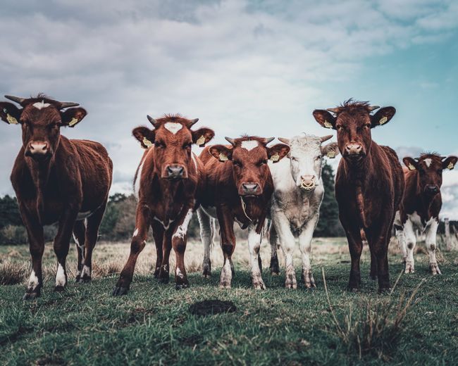 Portrait of cows on field