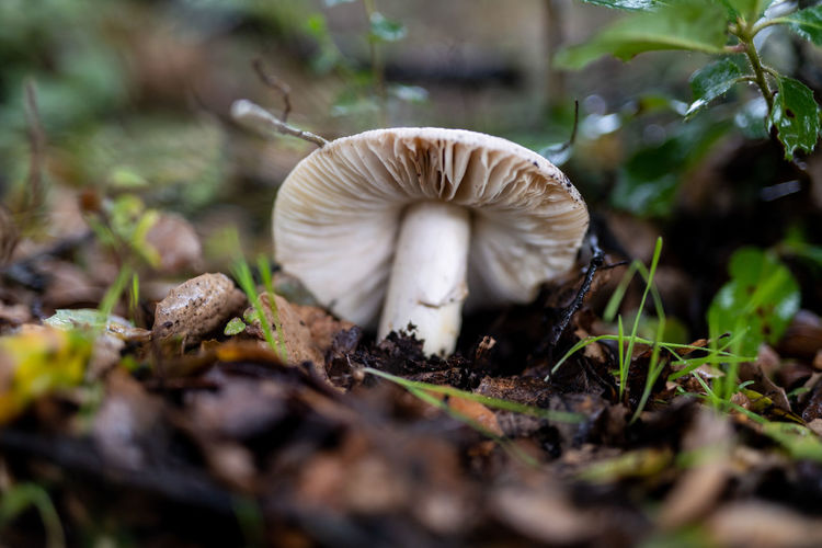Large white mushroom growing in soil on forest floor in california