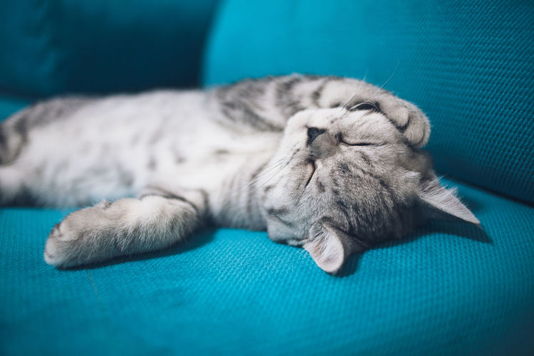 Close-up of cat sleeping. scottish cat sleeps on a turquoise sofa.