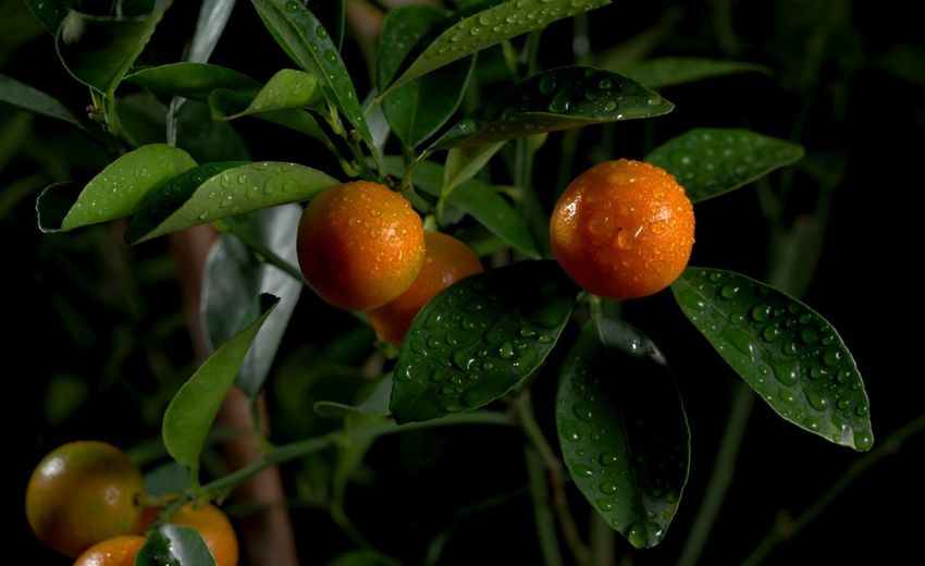 Close-up of wet orange
