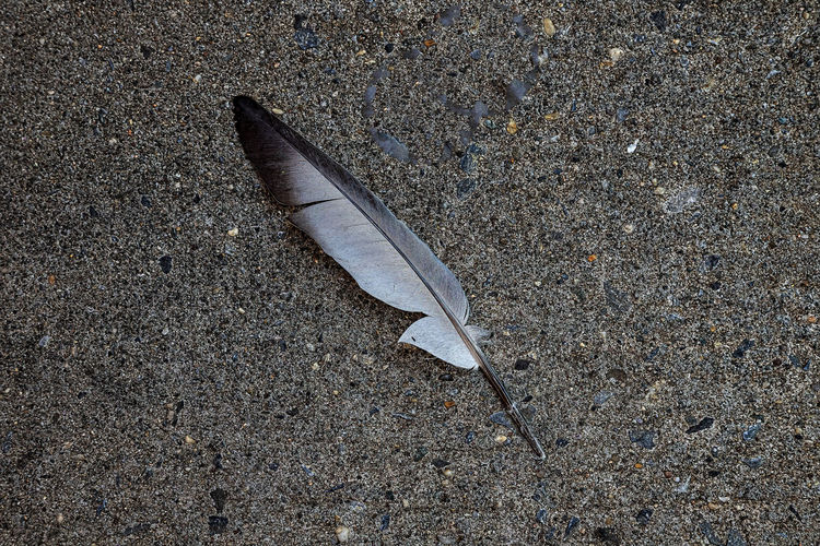 High angle view of feather on road