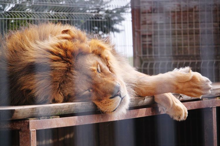Lion sleeping in cage