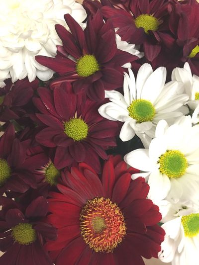 High angle view of flower blooming in garden