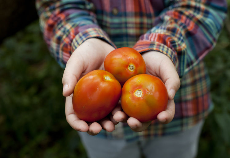 Close-up of hands holding tomatoes