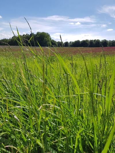 Crops growing on field against sky