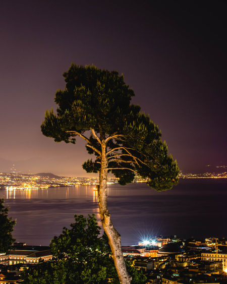 Illuminated tree by sea against sky at night