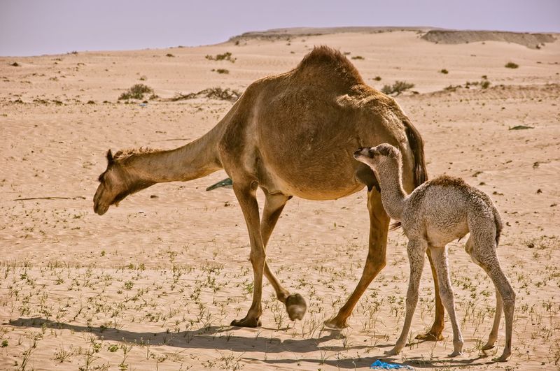 Camel and the  baby camel grazing on desert against sky