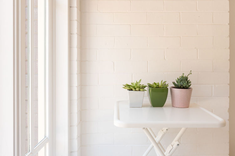 Potted plant against white wall