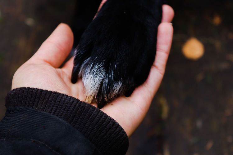 We hold hands, paws
