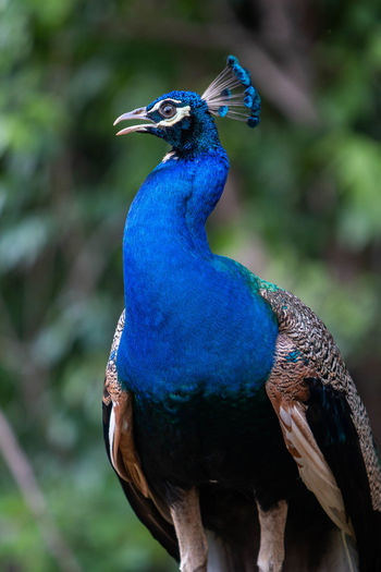 Close-up of a peacock