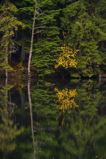 reflection
