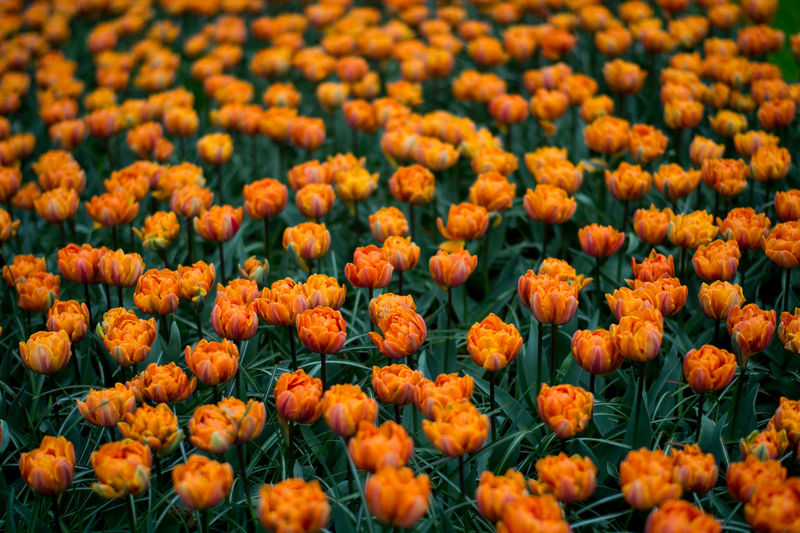 Close-up of fresh orange flowers blooming in field