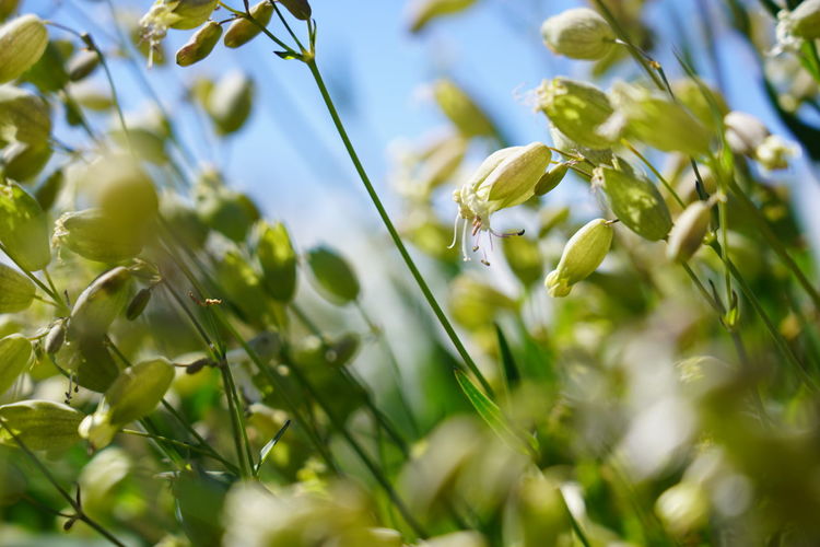 Close-up of white flowering plants on field