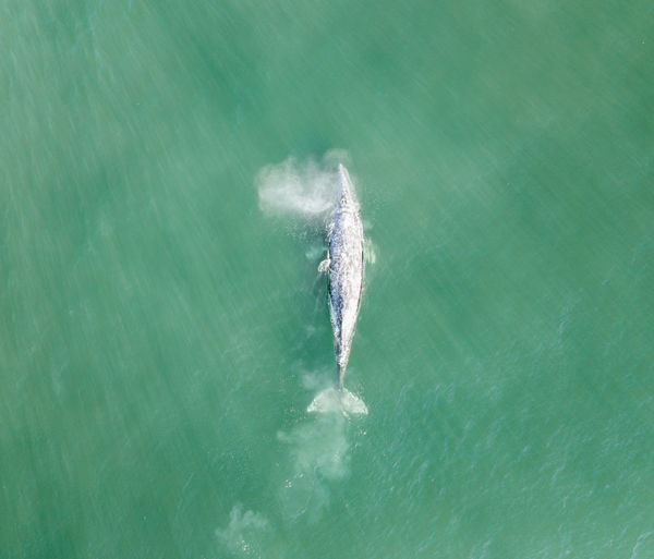 High angle view of whale swimming in sea