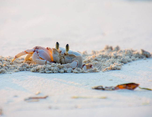 A crab crawling out of his hideout at the sandy beach