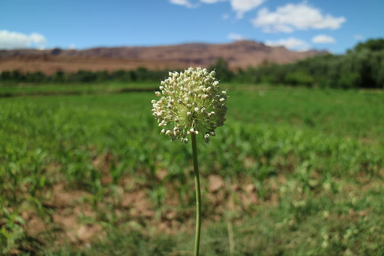Close-up of flowers growing in field