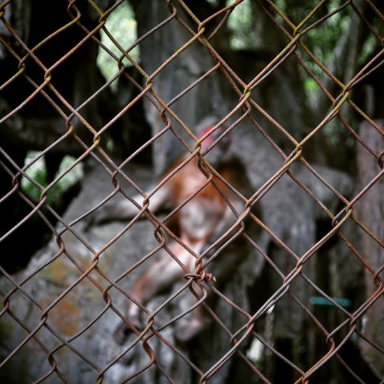 Close-up of chainlink fence with monkey sitting in background