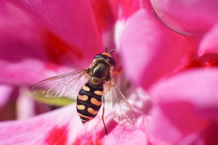 Detail of an insect diptera while collecting nectar from a pink flower