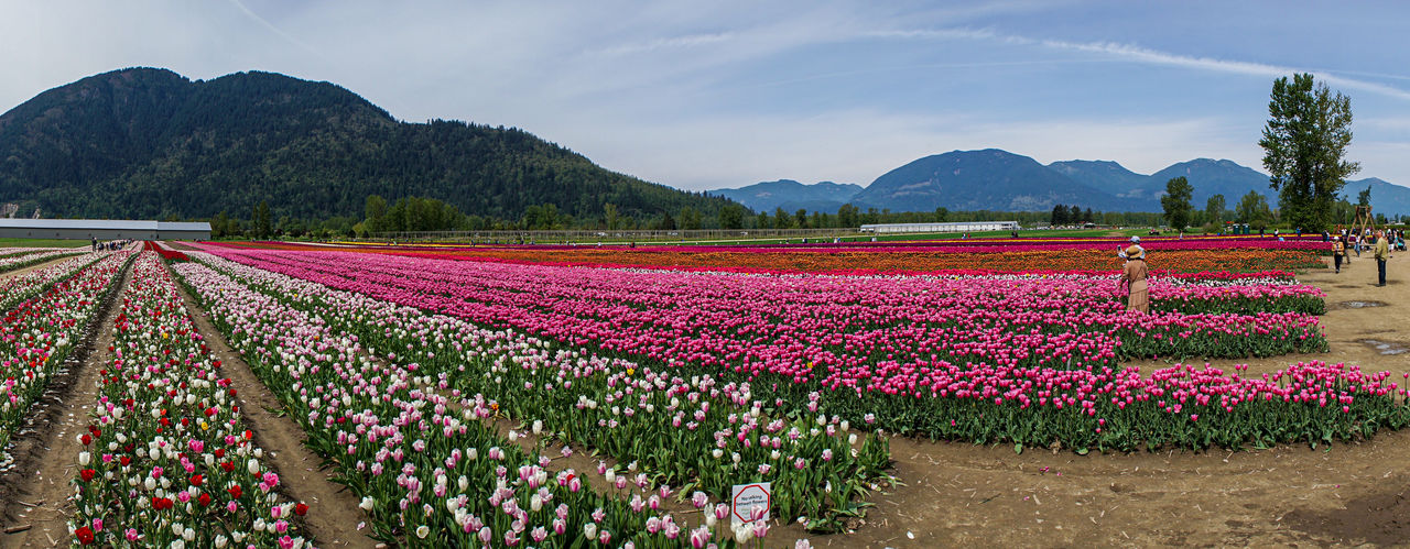 Pink flowering plants on field by mountains against sky